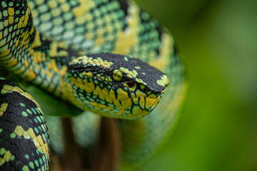 Wagleri's Viper (Tropidolaemus wagleri) in the forest