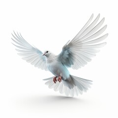 Dove flying isolated on white background