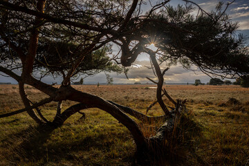 The beautiful heathland during autumn in the nature reserve 