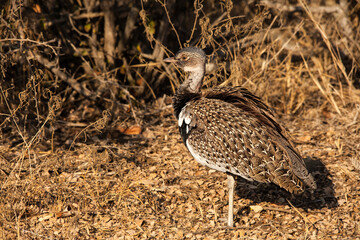Male Red Crested Korhaan (Eupodotis ruficrista) 3420