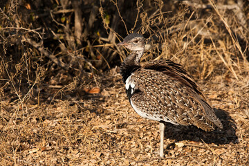 Male Red Crested Korhaan (Eupodotis ruficrista) 3421