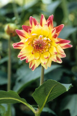 Dahlia x 'Avator', Dahlia décoratif