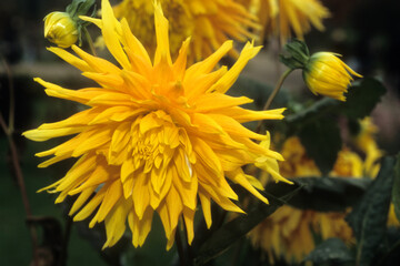 Dahlia x 'Champs Elysées' , Dahlia