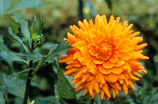 Dahlia x 'Renate Tusio' , Dahlia d&eacute;coratif