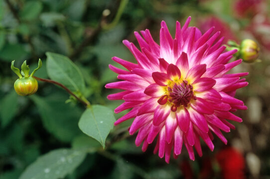 Dahlia x 'Audace', Dahlia