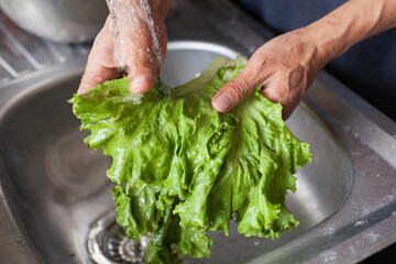 Photograph of hands washing lettuce leaves in a common laundry room. Food and health concept. - obrazy, fototapety, plakaty