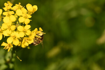 Bee on a flower