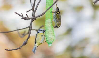 Closeup of Eurasian siskin (Spinus spinus) near a bird feeder hanging on a tree