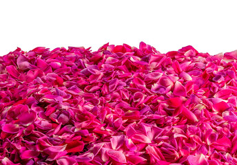 Deep pink rose petals as background or frame on isolated