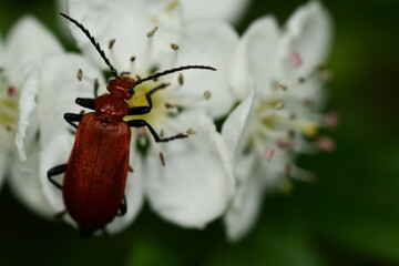 bug on a flower