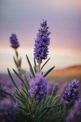 lavender flowers in the field
