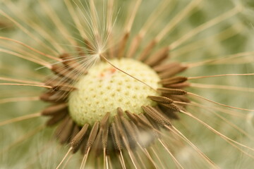 dandelion seed head
