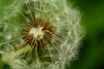 dandelion seed head
