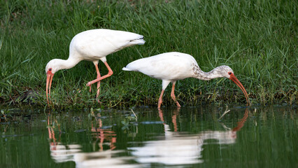Ibis Birds