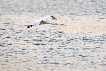 Egret flying at sunset time