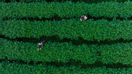Hill thai tribe, asian woman in traditional clothes picking tea leaves in tea plantation, at chiang rai thailand, aerial top view - obrazy, fototapety, plakaty