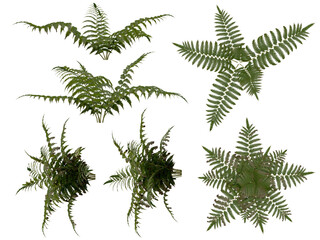 Fototapeta na wymiar Compoisting Kit of Vegetation and bushes. Tropical Type. Different view points.
