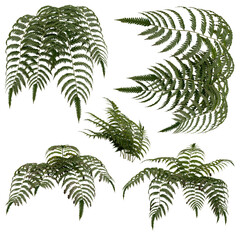 Compoisting Kit of Vegetation and bushes. Tropical Type. Different view points.