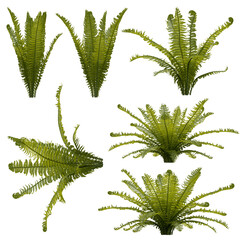 Compoisting Kit of Vegetation and bushes. Tropical Type. Different view points.