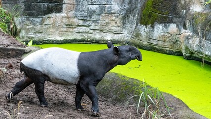a Malayan tapir walking in the zoo