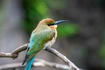 a Blue-tailed bee-eater bird perched on a branch