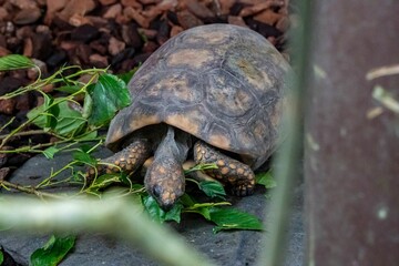 a tortoise walks over a pile of leaves, dirt and green grass