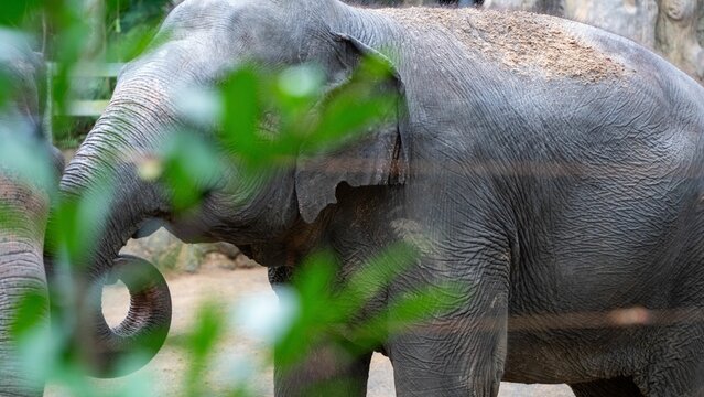 an elephant with tusks near trees and some bushes