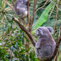the two koala bears are sitting on top of the trees