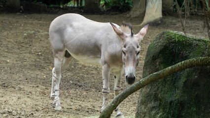 a donkey that is standing in the dirt looking at something