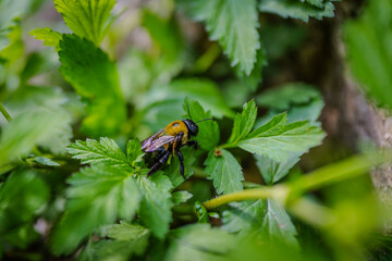 Carpenter Bee Crawling on Lush Green Leaves