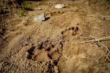 Animal Prints in Dried Mud Path