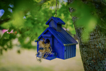 Closeup of Active Blue Birdhouse Hanging from Oak Tree