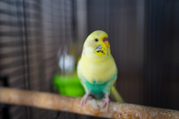 Yellow and Green Bird Perched on a stick inside a cage
