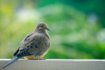 Mourning Dove Sitting on Fencepost Against Bokeh Green Background