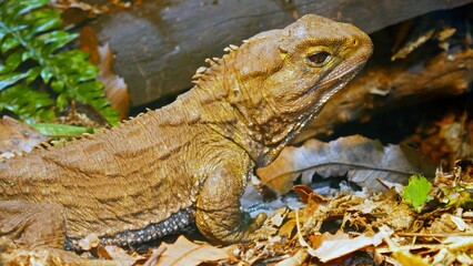 New Zealand's enemic reptile, the Tuatara