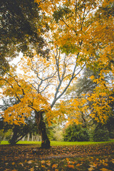 Autumn colours in Citadel park in Ghent, Flanders region, Belgium. Belgian landscape in November. Red-orange-yellow leaves. Romantic and idyllic scenery