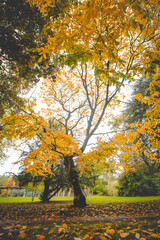 Naklejka premium Autumn colours in Citadel park in Ghent, Flanders region, Belgium. Belgian landscape in November. Red-orange-yellow leaves. Romantic and idyllic scenery