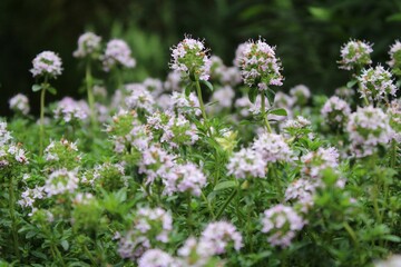 Obraz premium Beautiful array of creeping thyme flowers in full bloom, growing in a lush green field