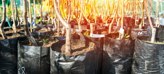 young fruit trees in a tree nursery