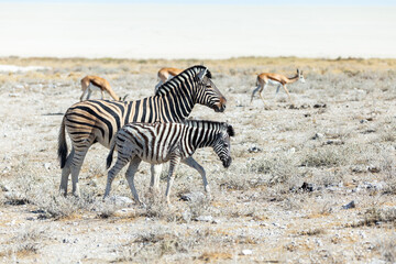 Fototapeta na wymiar Selective focus side view of mother and calf plains zebras walking in field during a sunny morning, Etosha National Park, Namibia 