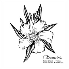 Oleander blossom. Hand drawn oleander bloom with leaves. Garden flower botanic illustration for decoration, coloring books, articles.
