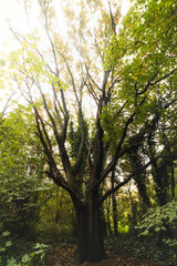 Fototapeta premium Autumn colours in Sint-Baafskouter park in Ghent, Flanders region, Belgium. Belgian landscape in November. Red-orange-yellow leaves. Romantic and idyllic scenery