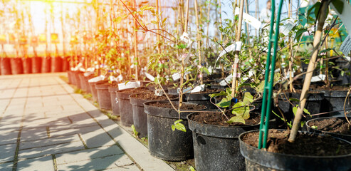 young fruit trees in a tree nursery - Powered by Adobe