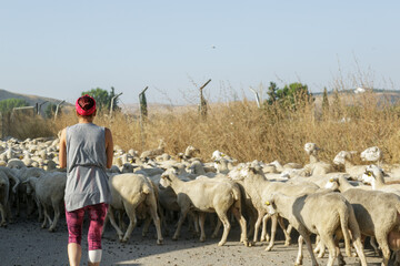 Mujer que lleva ovejas por el camino del campo para pastar, Trashumancia