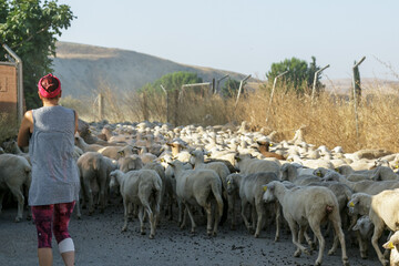 Mujer que lleva ovejas por el camino del campo para pastar, Trashumancia