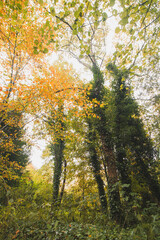 Autumn colours in Sint-Baafskouter park in Ghent, Flanders region, Belgium. Belgian landscape in November. Red-orange-yellow leaves. Romantic and idyllic scenery