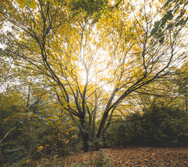 Autumn colours in Sint-Baafskouter park in Ghent, Flanders region, Belgium. Belgian landscape in November. Red-orange-yellow leaves. Romantic and idyllic scenery