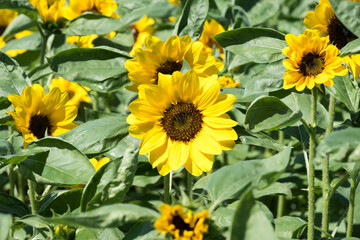 Obraz premium Beautiful sunflowers in a field.