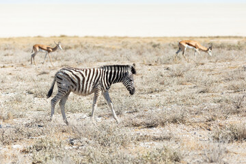 Selective focus side view of plains zebra calf walking alone in field during a sunny morning, Etosha National Park, Namibia 
