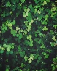 Fresh green foliage with water drops